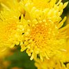 Chrysanthemums11