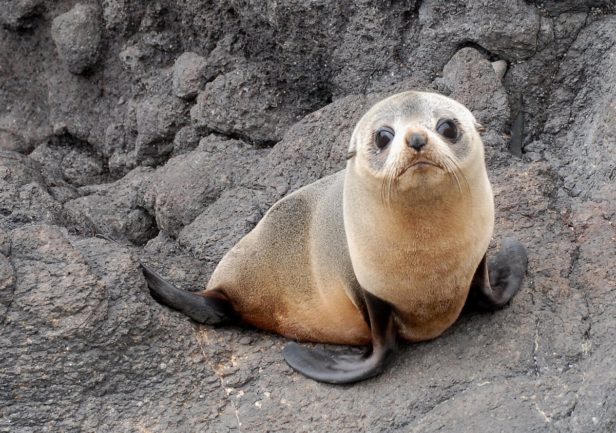 Seal's. Морской котик Хуан Фернандес. Тюлень сидит. Идеальный тюлень. Морской котик цвет.