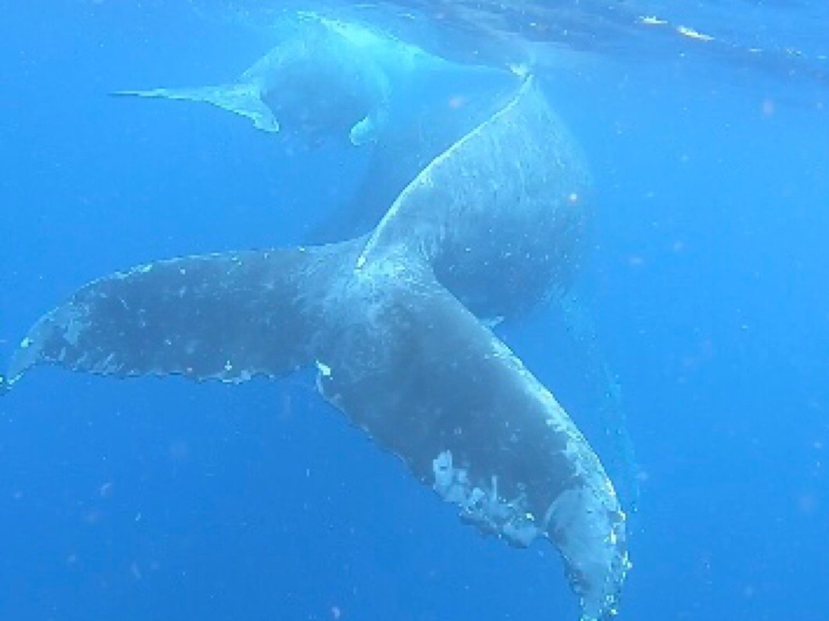 Dolphin Pacific Diving and Whale Watching (Neiafu) - All You Need to ...