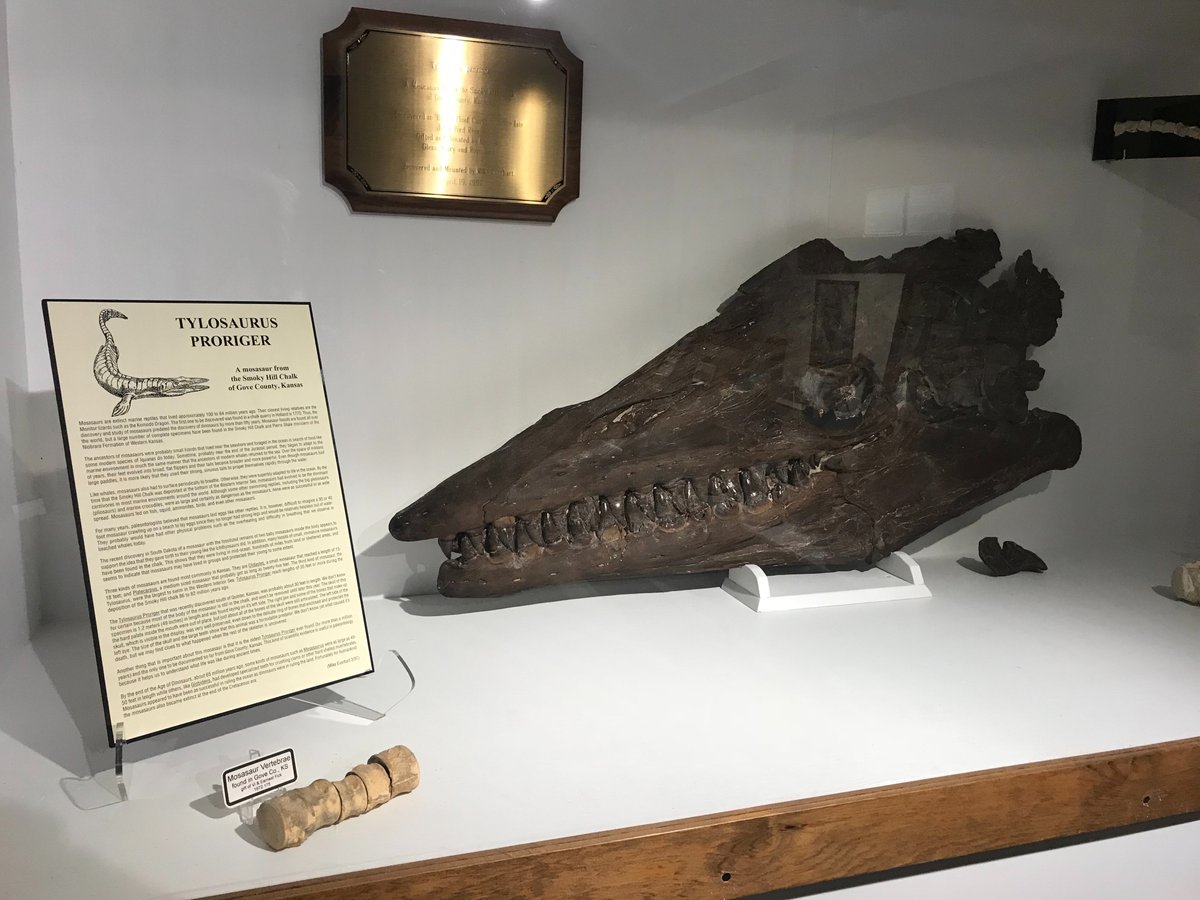 Fick Fossil & History Museum (Oakley) - All You Need to Know BEFORE You Go