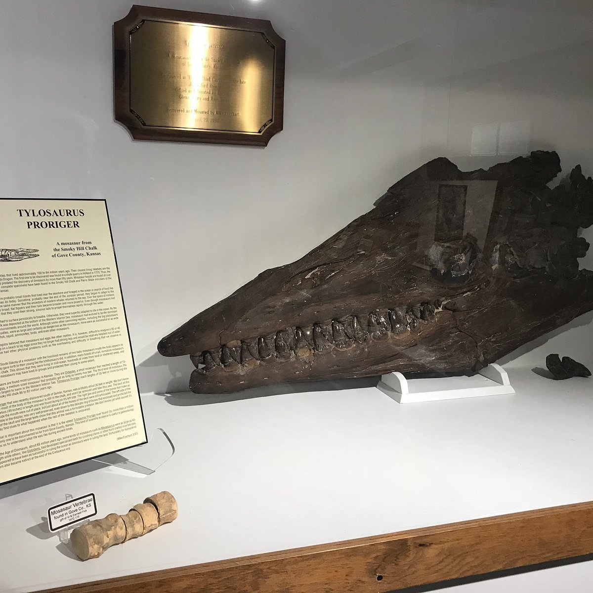 Fick Fossil & History Museum (Oakley) - All You Need to Know BEFORE You Go