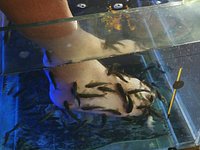 fish spa big buddha - Picture of Dr Fish, Ko Samui - Tripadvisor