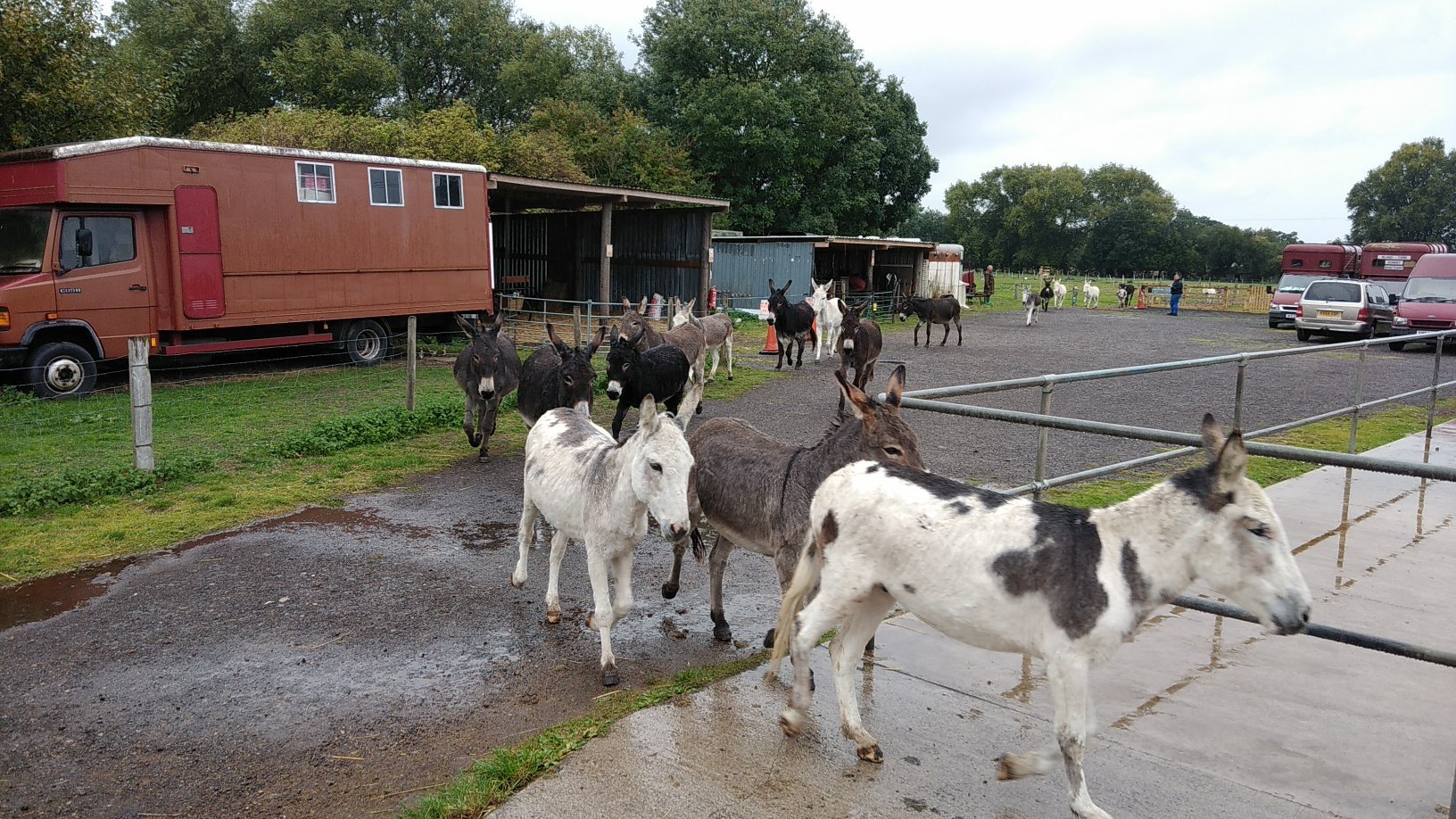 Island Farm Donkey Sanctuary, Уоллингфорд: лучшие советы перед ...