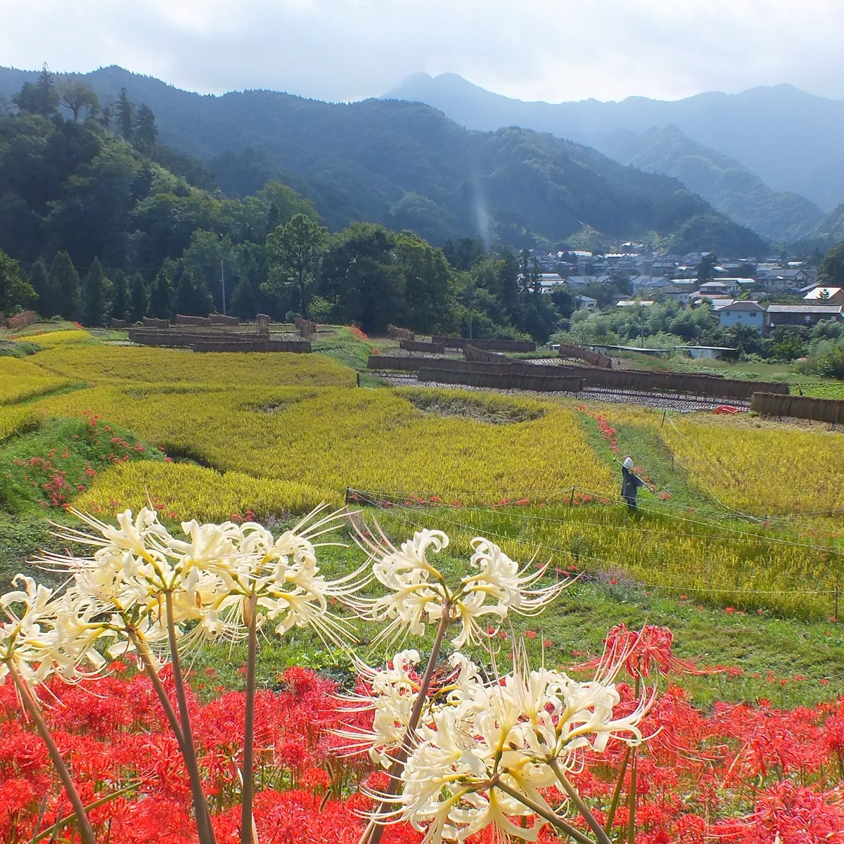 Terasaka Rice Terraces Yokoze Machi Ce Qu Il Faut Savoir