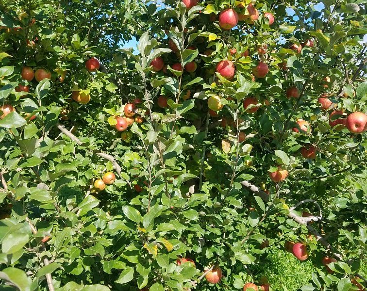 Happy Valley Orchard image