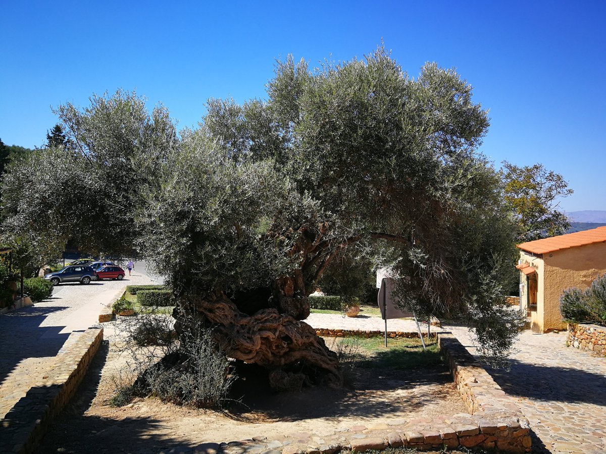 The Monumental Olive Tree of Vouves - 2022 Lohnt es sich? (Mit fotos)