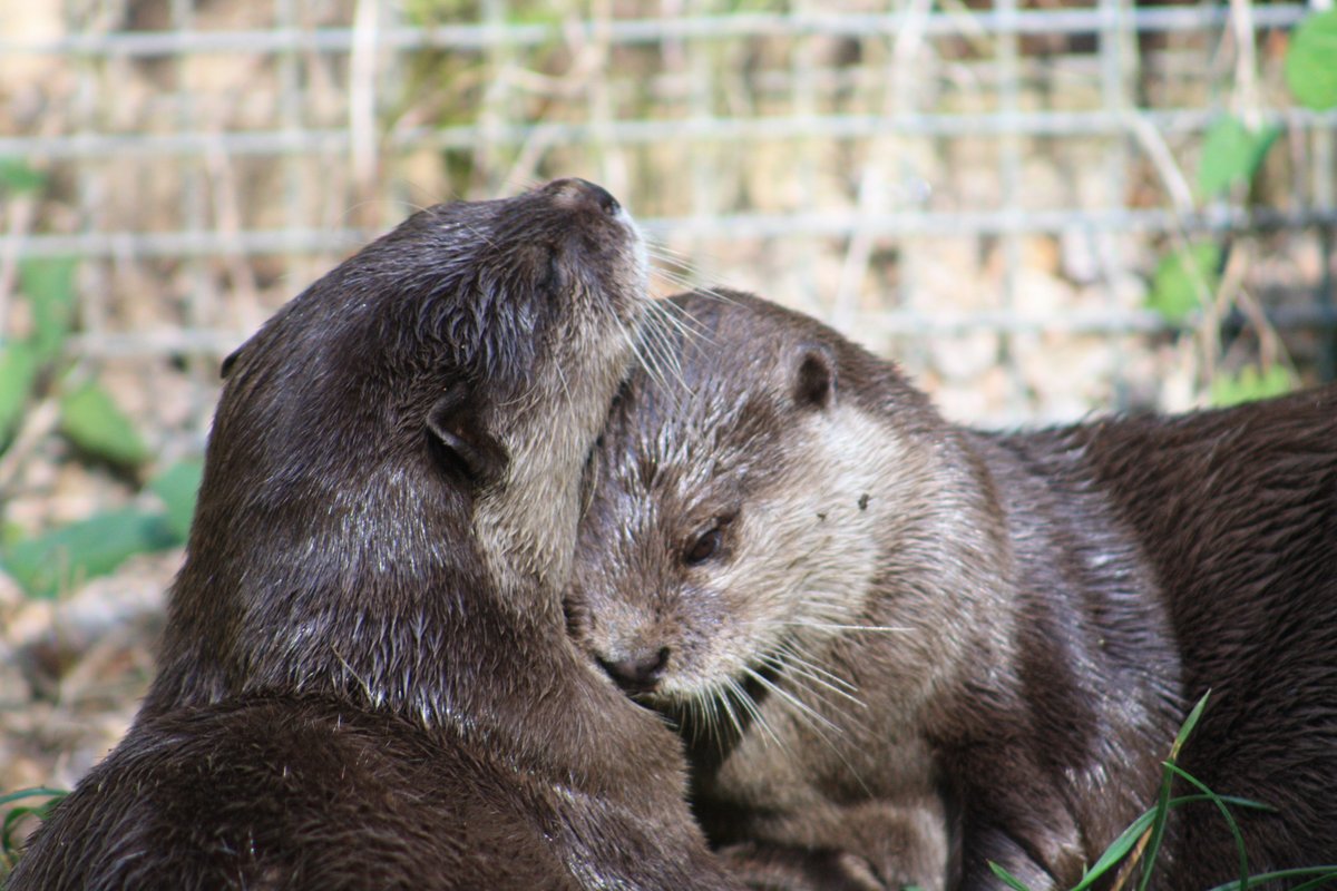 Зоо лучшие. Jersey Zoo.