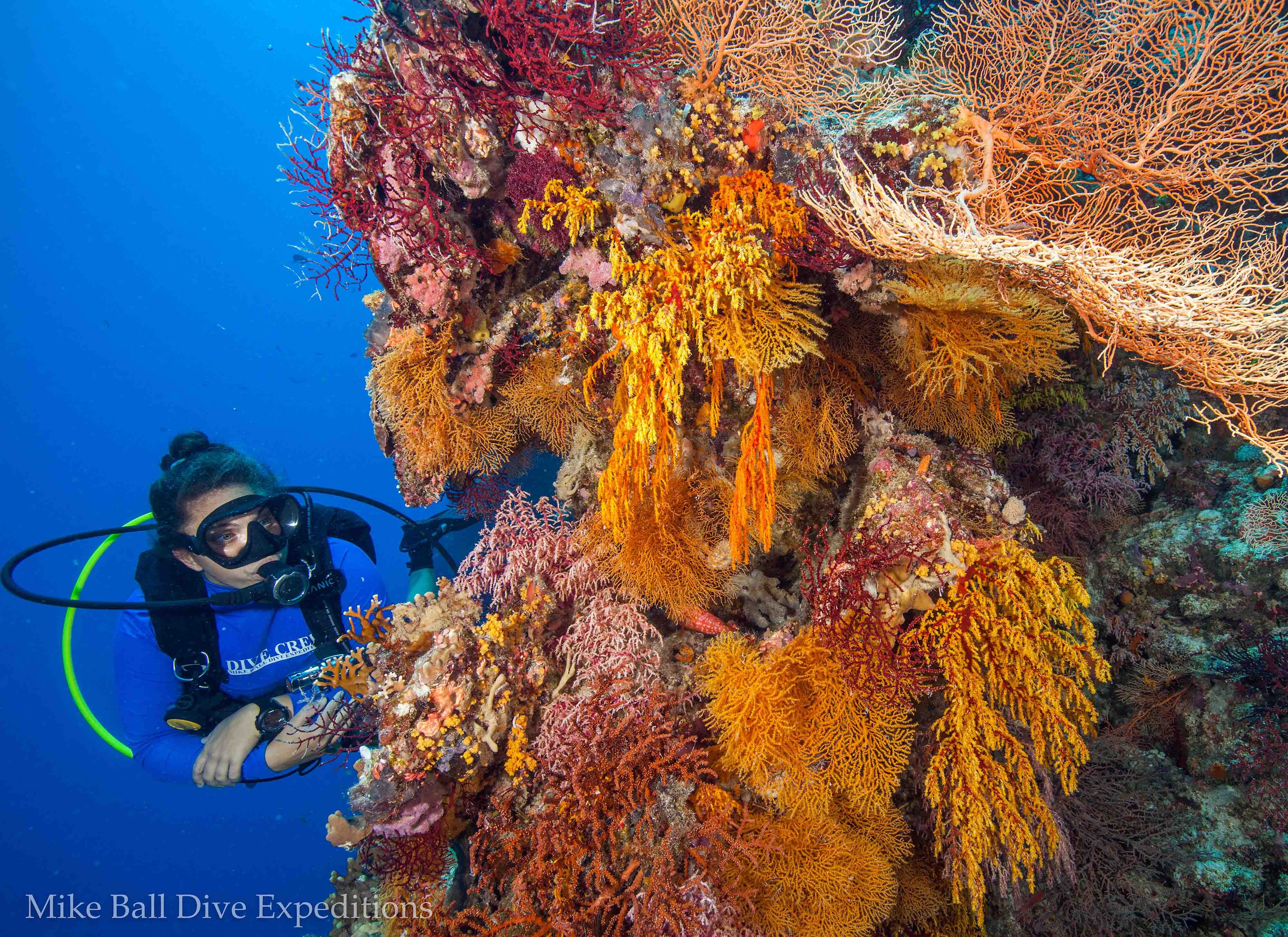 Mike Ball Dive Expeditions Cairns All You Need To Know BEFORE You Go   Dive Location North Horn 