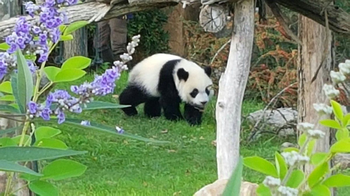 ZooParc de Beauval (Saint-Aignan) - Lohnt es sich? Aktuell für 2023 (Mit  fotos)