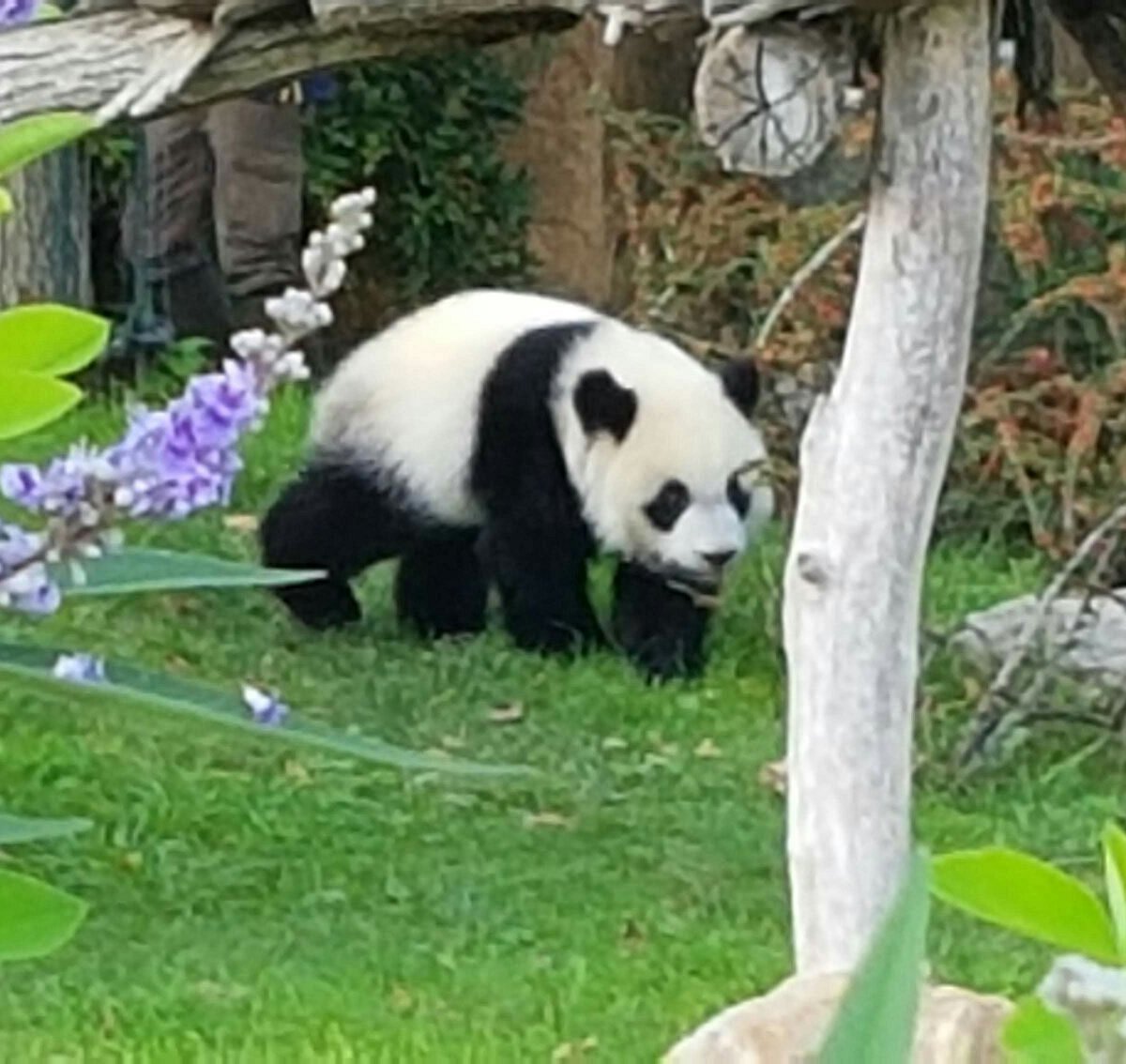 ZooParc de Beauval (Saint-Aignan) - All You Need to Know BEFORE You Go  (with Photos) - Tripadvisor