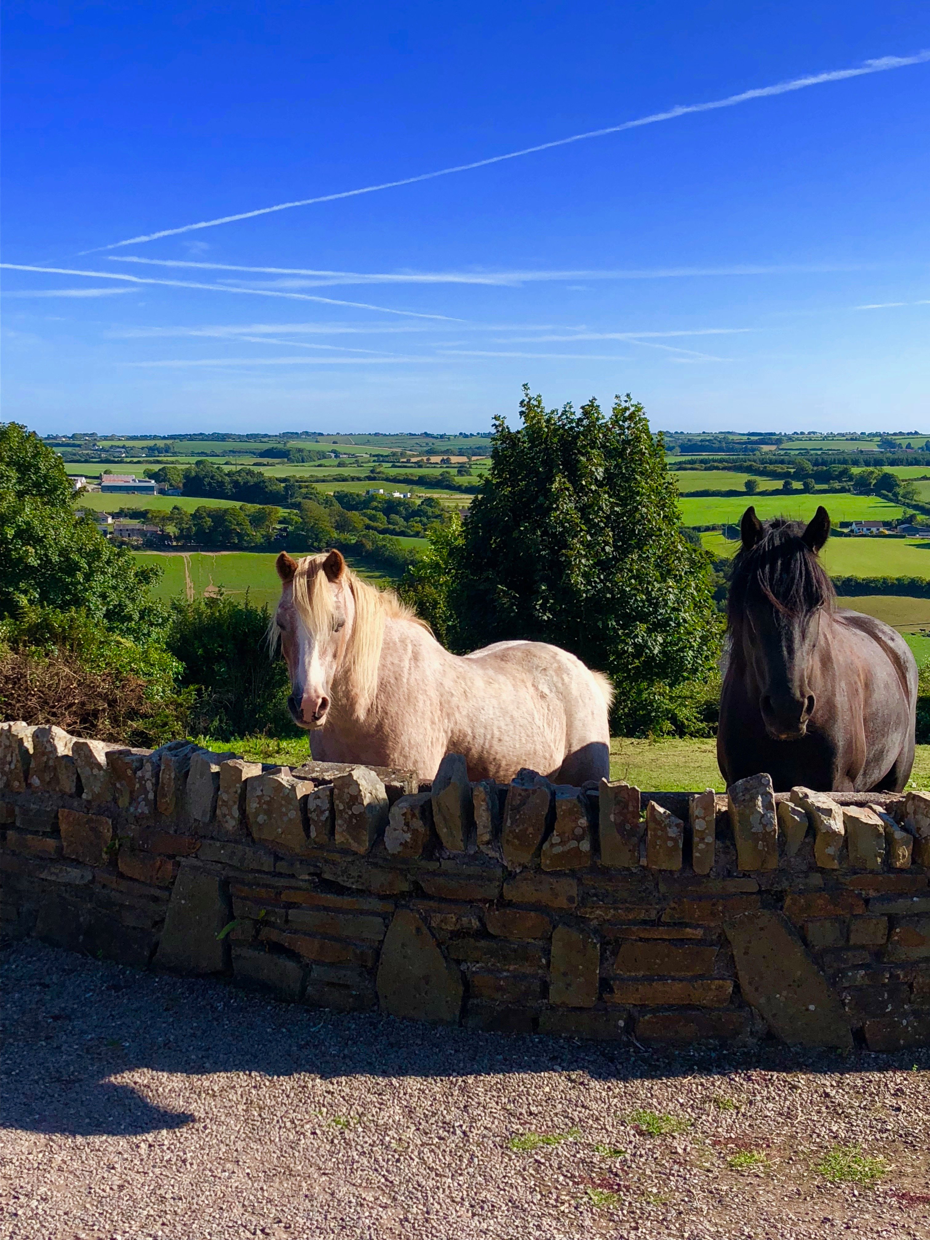 ARDFIELD FARMHOUSE B&B - Guest House Reviews (Ballinhassig, Ireland)