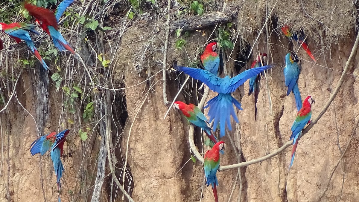 Chuncho Macaw Clay Lick Tambopata National Reserve 旅游景点点评 Tripadvisor