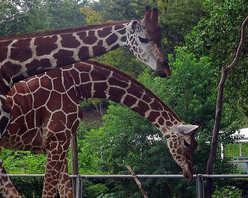 埼玉県の動物園 水族館 ベスト5 トリップアドバイザー