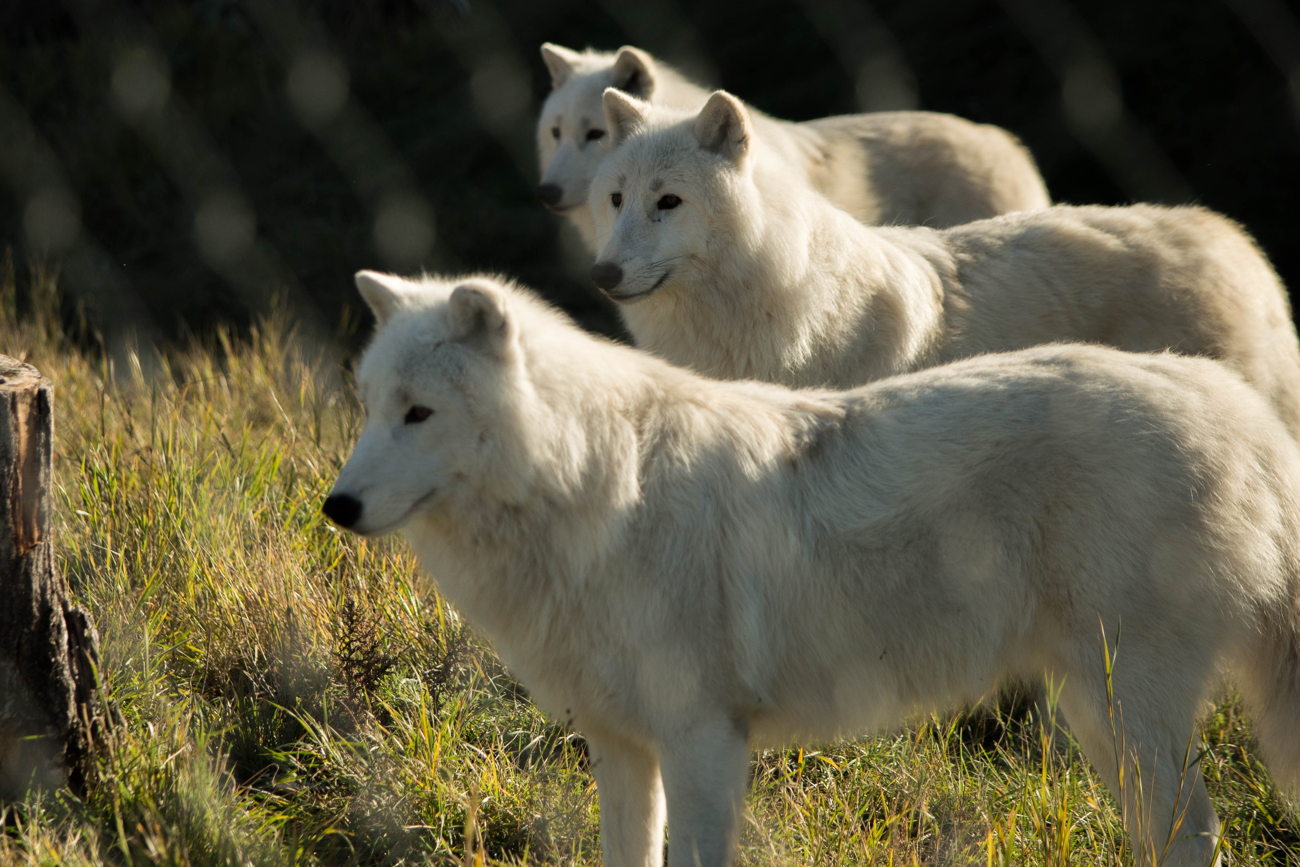 Kamloops Wildlife Park - All You Need To Know BEFORE You Go