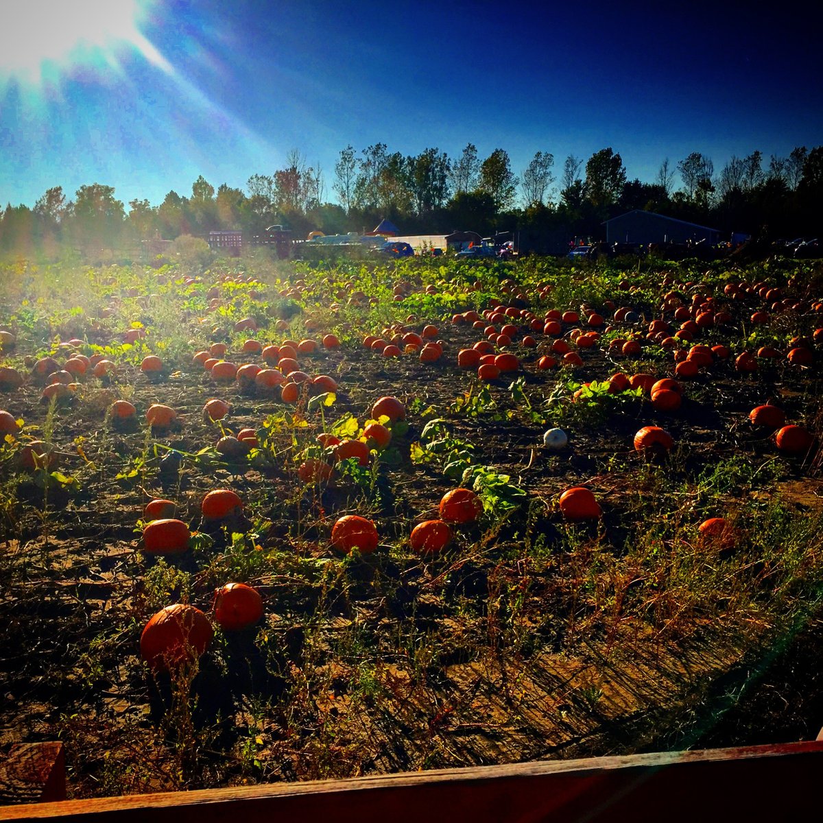 CEDARBURG CREEK FARM 2022 Qué saber antes de ir Lo más comentado