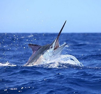 Fighting a Blue Marlin strapped into the fighting chair! - Picture of Kona  Sea Adventures, Island of Hawaii - Tripadvisor