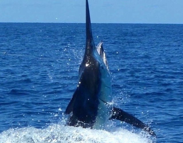 Hawaii Marlin Fishing (Kailua-Kona) - Alles wat u moet weten VOORDAT je ...