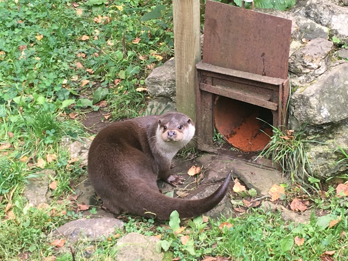 Buckfast Butterfly Farm and Dartmoor Otter Sanctuary, Buckfastleigh: лучшие  советы перед посещением - Tripadvisor