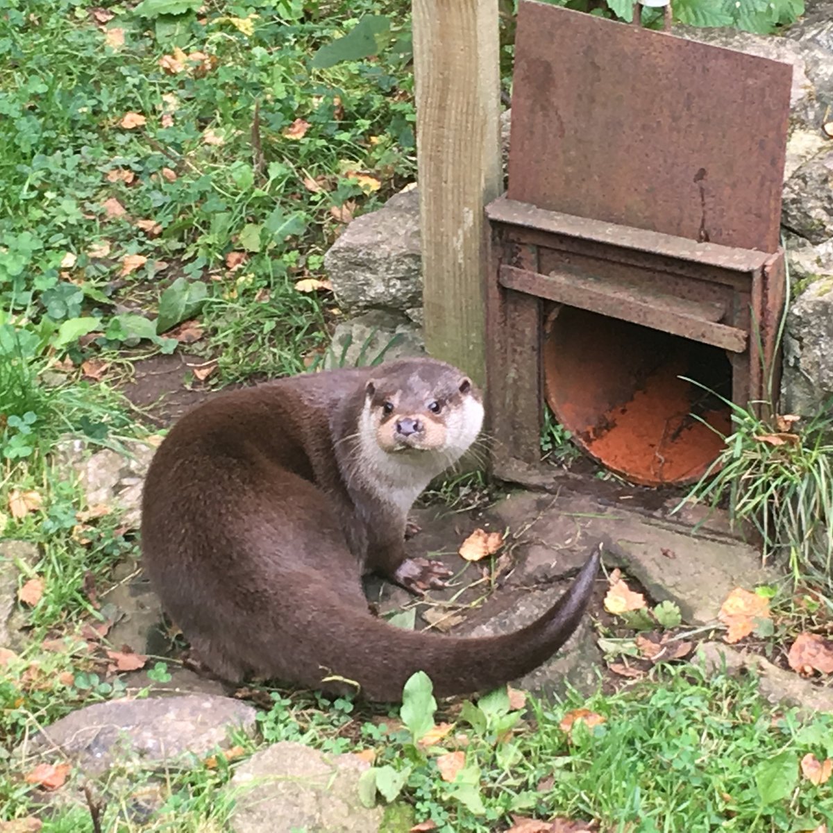 Buckfast Butterfly Farm and Dartmoor Otter Sanctuary, Buckfastleigh: лучшие  советы перед посещением - Tripadvisor