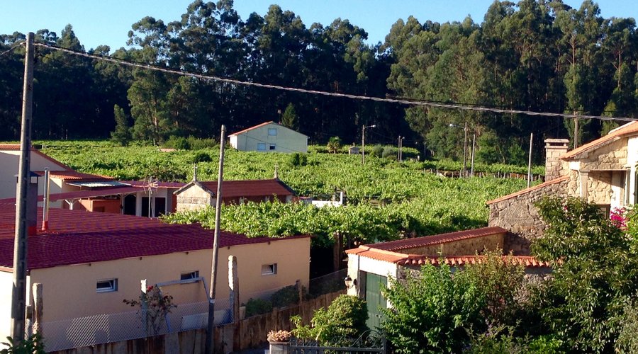 Vista de viñedos desde la habitación