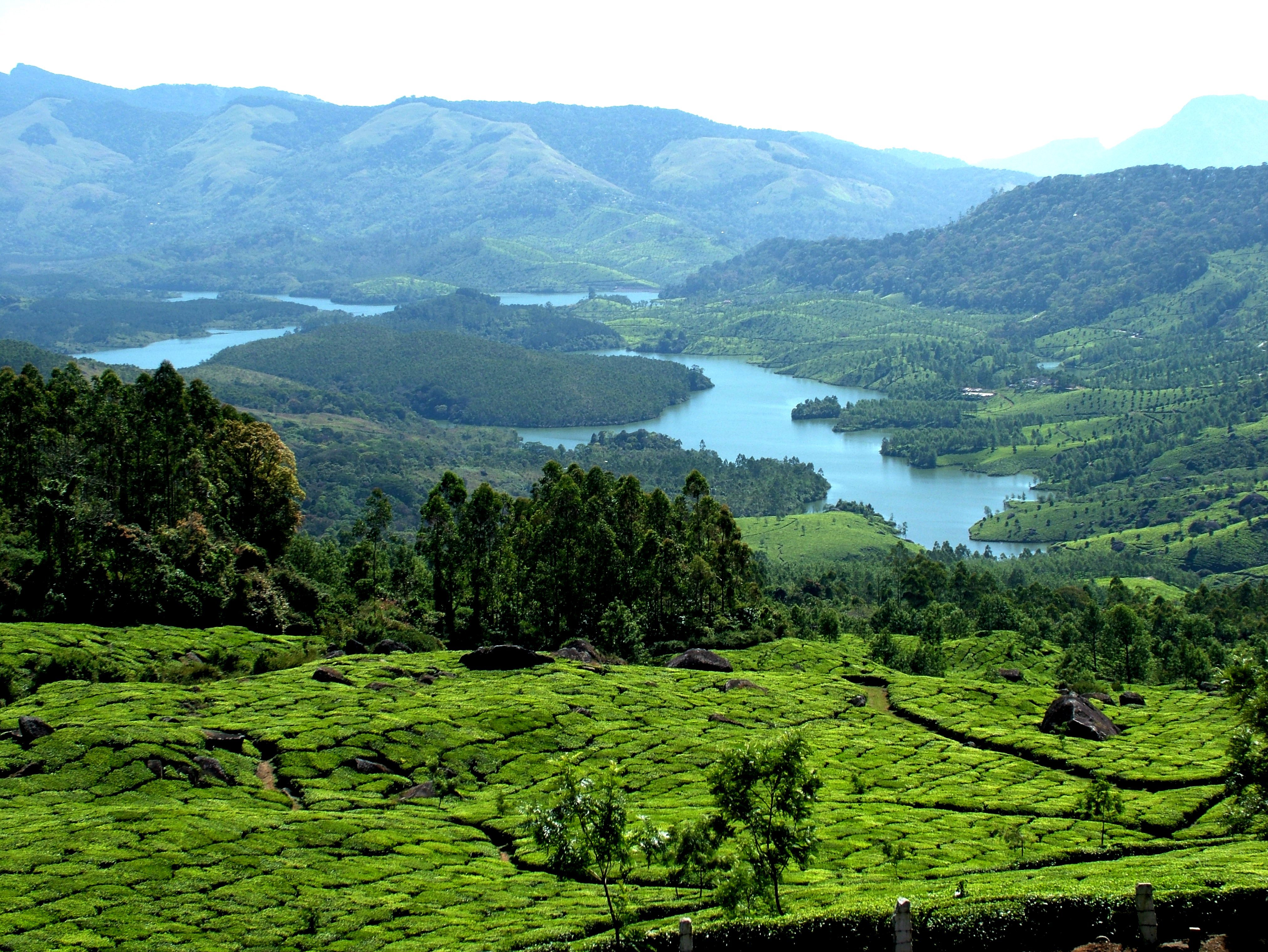 KERALA,MUNNAR : Ce Qu'il Faut Savoir Pour Votre Visite 2022