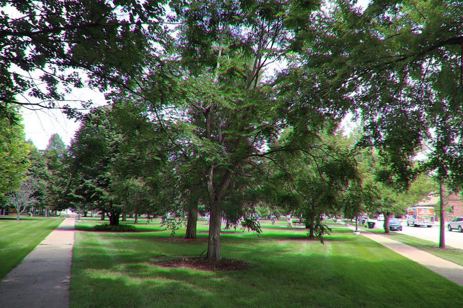 Ehmen Park Arboretum image