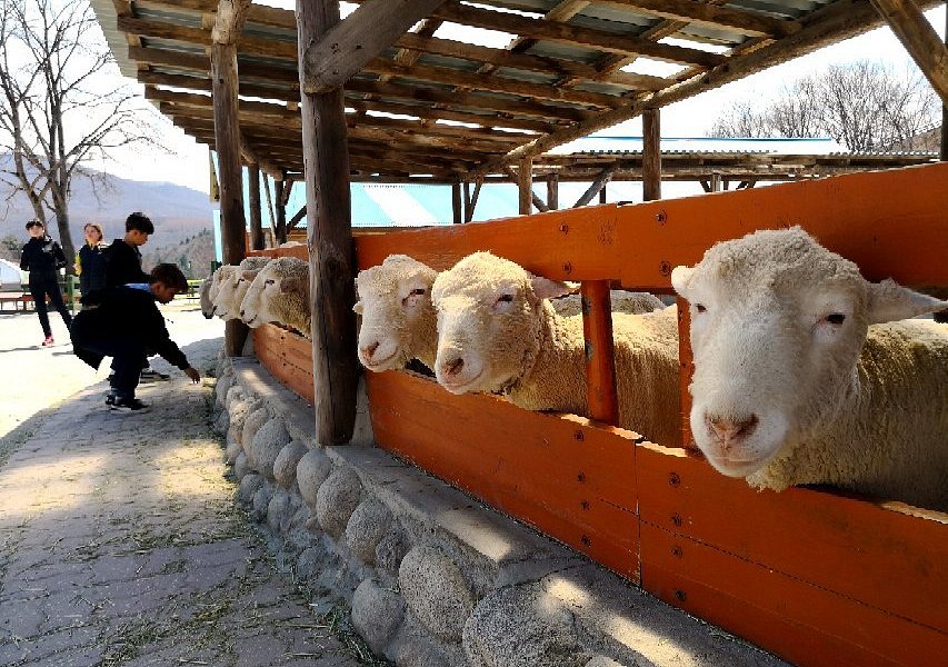 Daegwallyeong Sheep Ranch image
