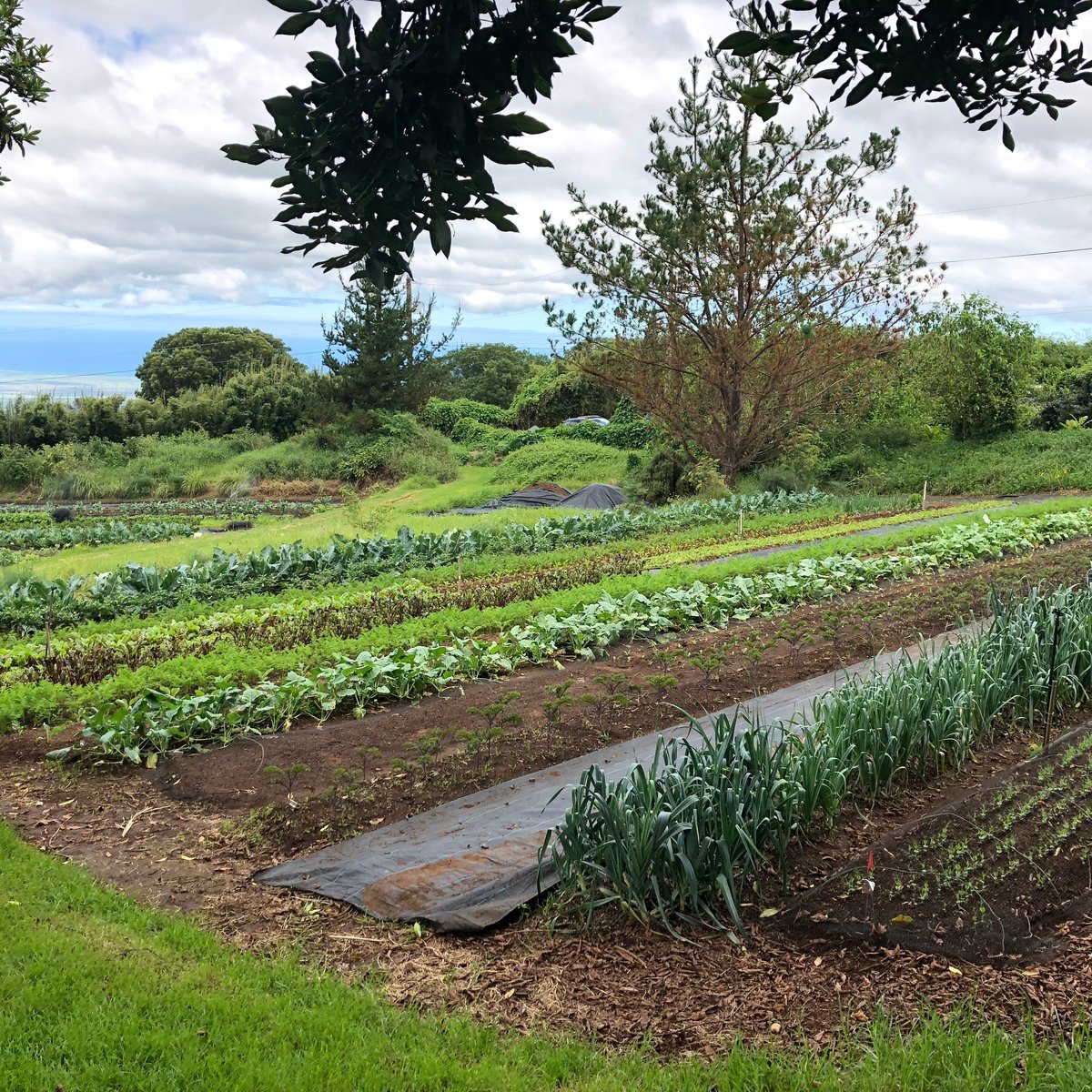 O'o Farm (Kula) - All You Need to Know BEFORE You Go (with ...