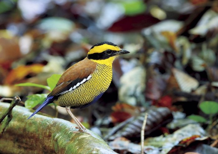 TABIN WILDLIFE RESORT Bewertungen & Fotos (Lahad Datu, Malaysia
