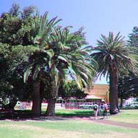 More palmtrees