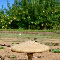 Eastmont Orchards