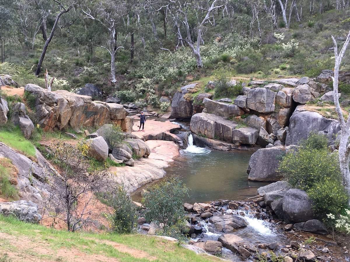 Are Dogs Allowed at Rocky Pool? Ultimate Pet-Friendly Guide