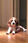 enzo_schettino