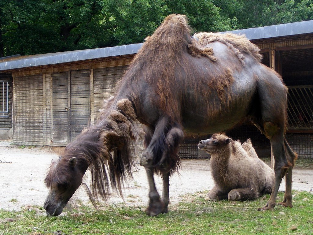 Tierpark Aachen, Ахен: лучшие советы перед посещением - Tripadvisor