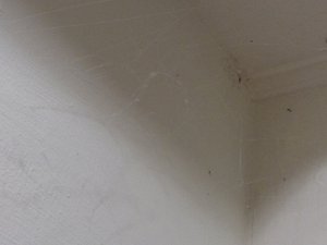Spider Cobwebs in Bedroom