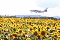 21年 大空町 ひまわり畑 行く前に 見どころをチェック トリップアドバイザー