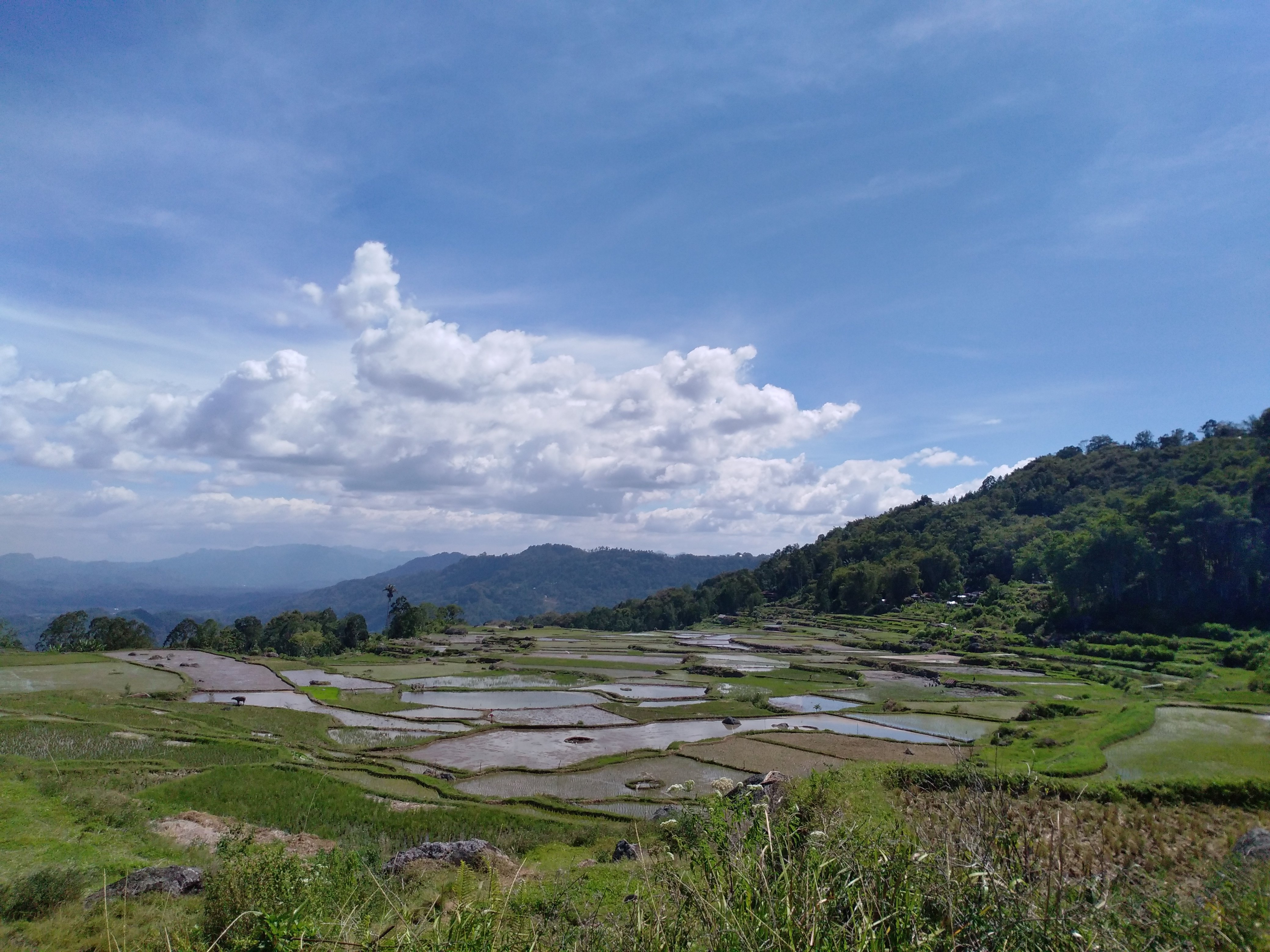 SULAWESI CULTURE TOUR WITH LOCAL (Tana Toraja) - Qué SABER Antes De Ir