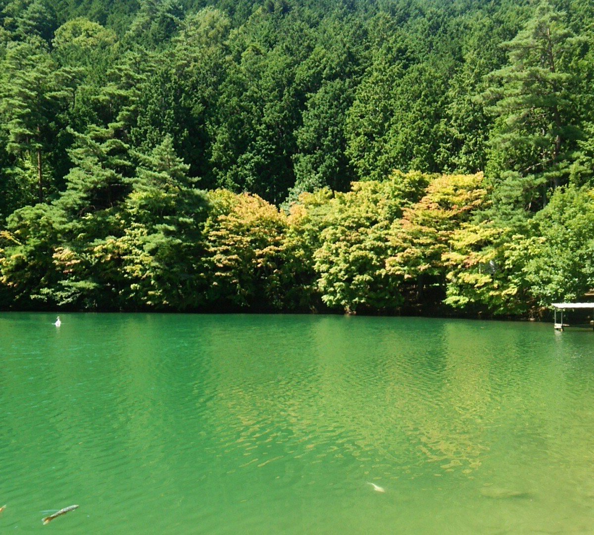 21年 南伊奈ヶ湖 行く前に 見どころをチェック トリップアドバイザー