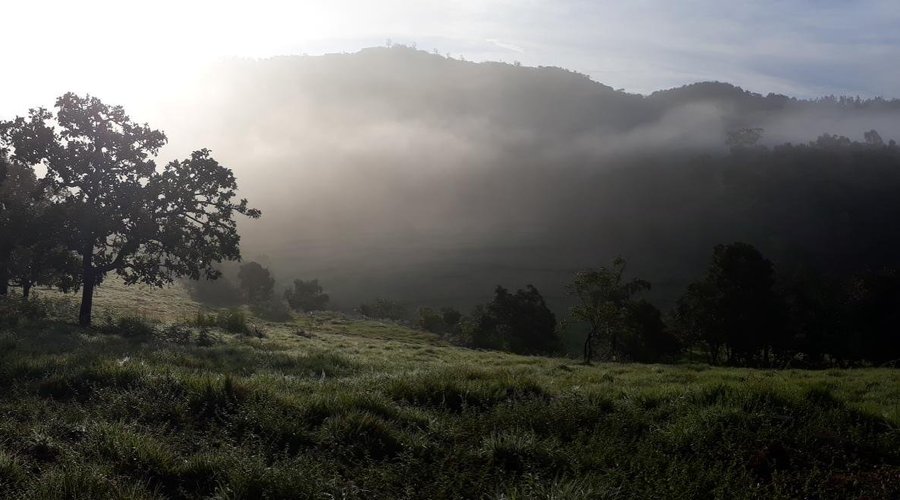 Early morning fog view of forest and valley 