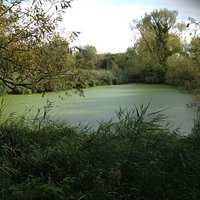 The pond
