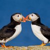 Puffins_Nest