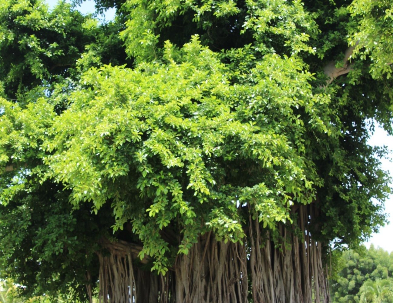 Nature Isle Explorer Day Tours - All You Need to Know BEFORE You Go (2024)