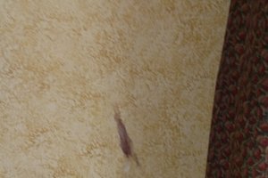 Viaggiatori