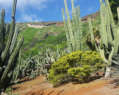 The Mysterious Mind Garden of Cactus Plant Flea Market