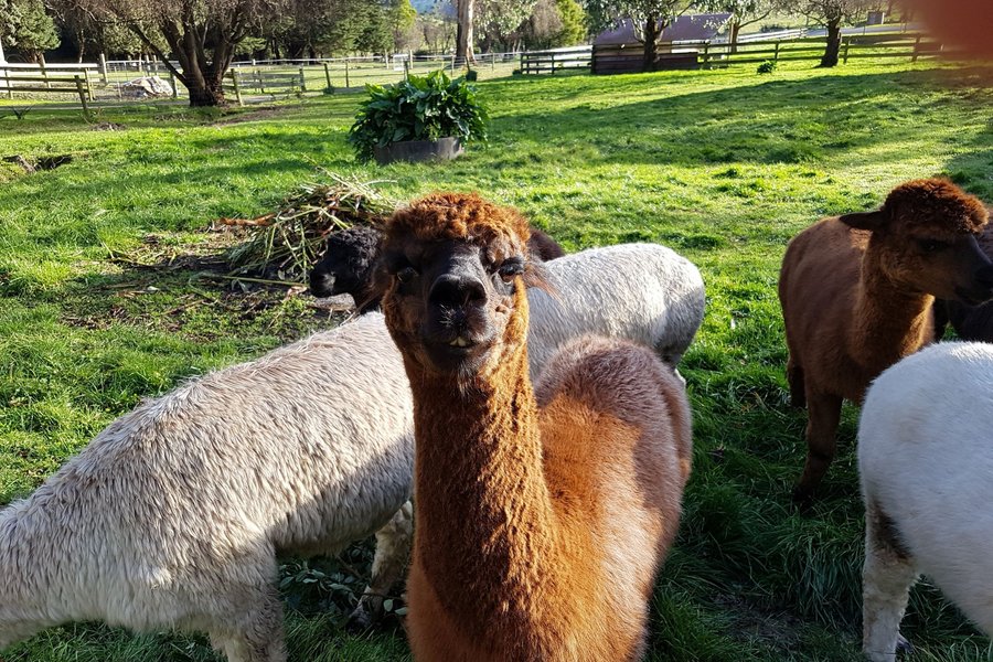 Alpaca kundasang