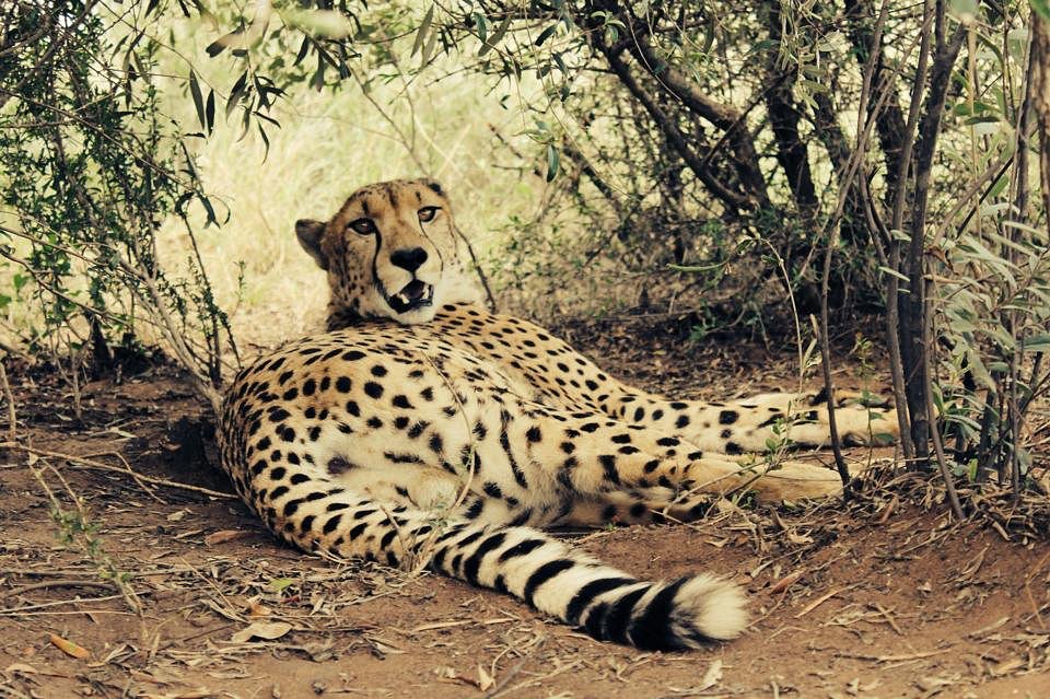 Marakele Animal Sanctuary (Thabazimbi) - All You Need to Know BEFORE You Go Marakele Animal Sanctuary (Thabazimbi) - All You Need to Know BEFORE You Go