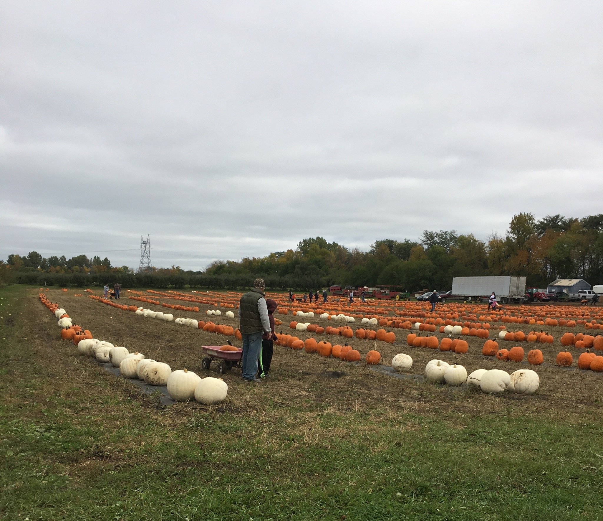 Country Apple Orchard All You Need To Know BEFORE You Go 2024   Country Apple Orchard 