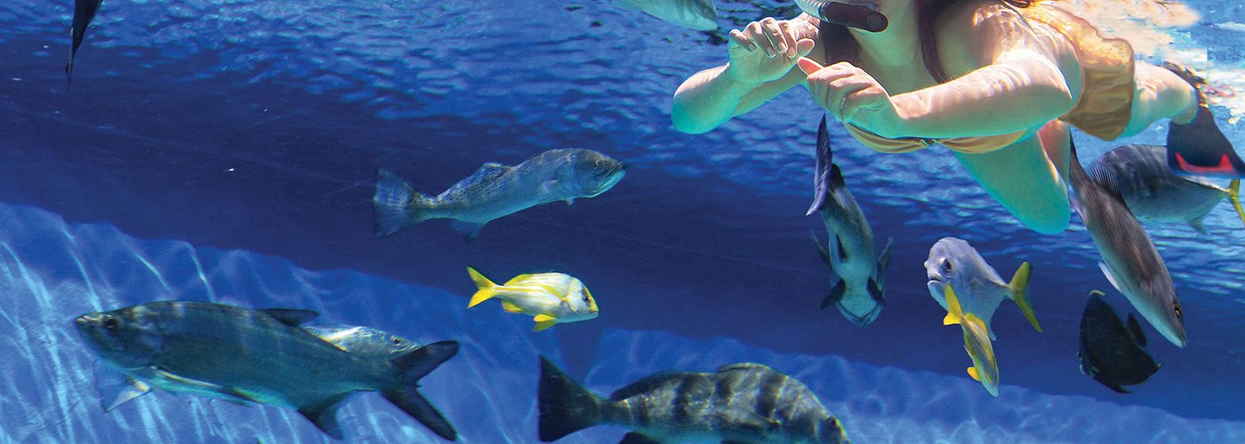 Get up close and personal with over 30 species of fish.