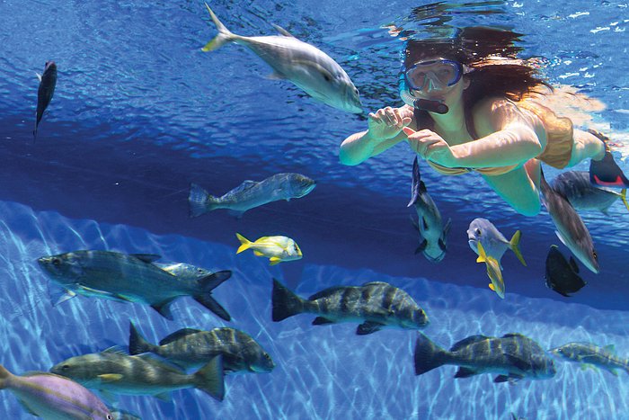 Get up close and personal with over 30 species of fish.