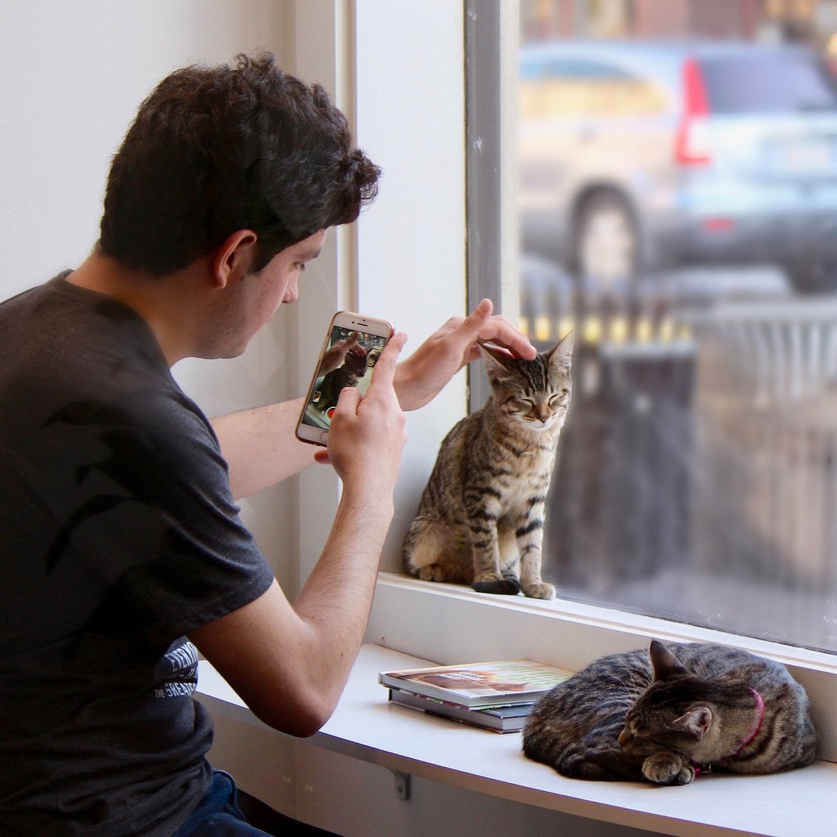 The Passionate Foodie: Rant: Should We Have Cat Cafes in Boston?